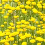 Plantas fáceis e sem manutenção para plantar num talude