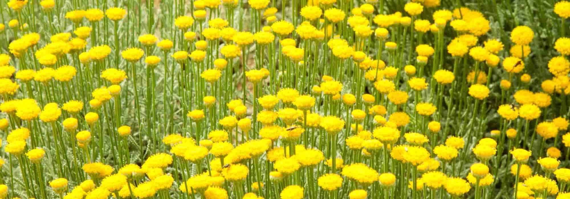 Plantas fáceis e sem manutenção para plantar num talude