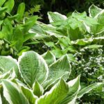 Como cuidar das plantas de sombra