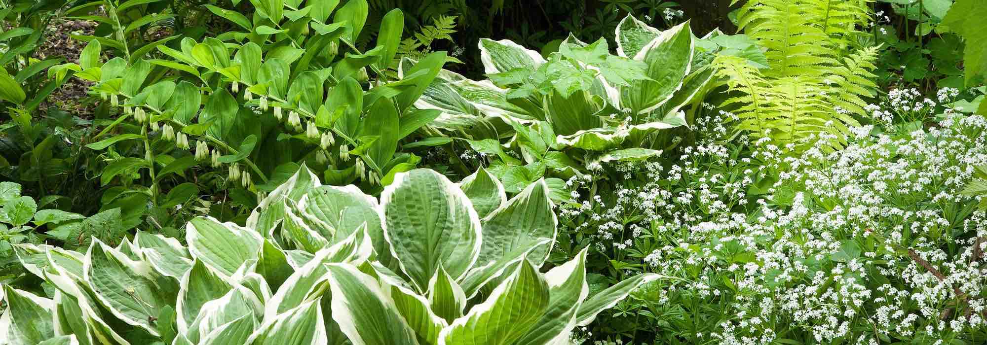Como cuidar das plantas de sombra
