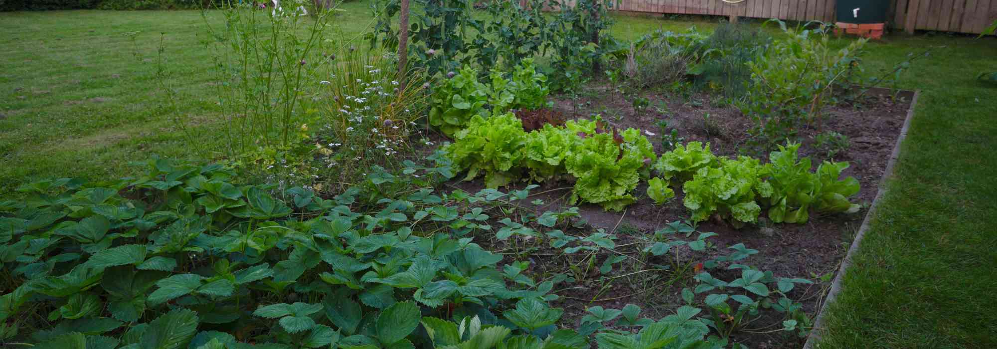 Horta no Norte: que legumes cultivar?