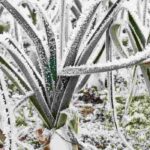 Horta em altitude: que legumes semear e plantar?