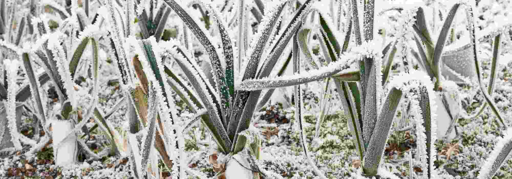 Horta em altitude: que legumes semear e plantar?