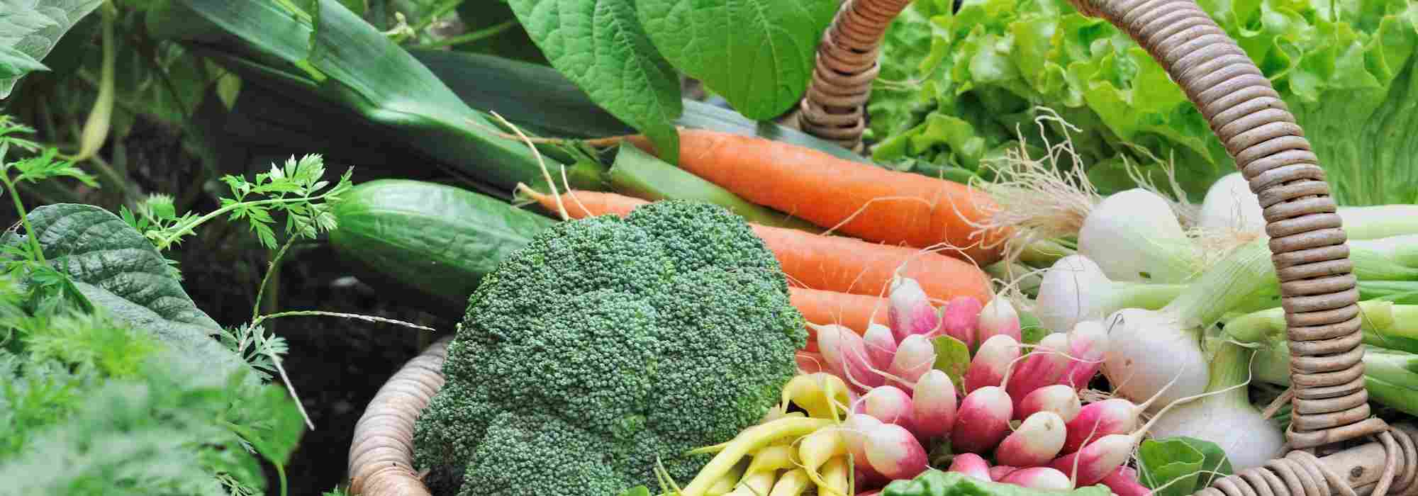 Horta na região Centro: que legumes cultivar?