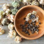 Como colher e conservar as sementes de malva-real?