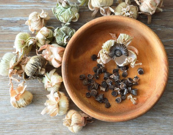 Como colher e conservar as sementes de malva-real?