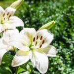 Como replantar lírios em vaso no jardim?