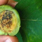 O vírus «Plum pox» ou sharka: uma doença devastadora nas árvores de fruto de caroço