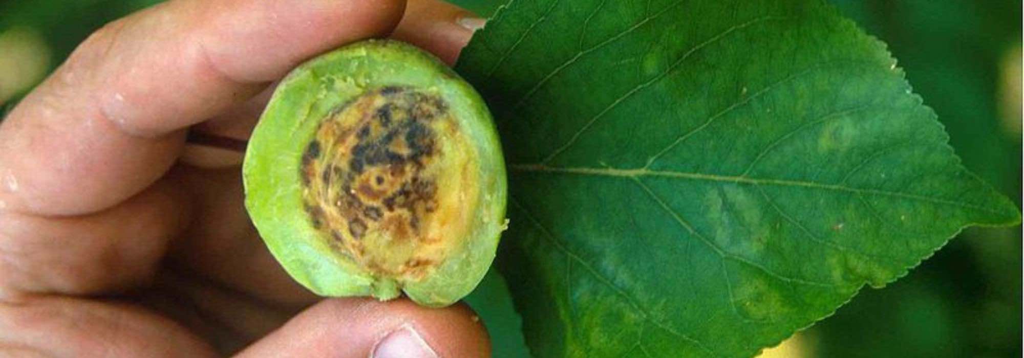 O vírus «Plum pox» ou sharka: uma doença devastadora nas árvores de fruto de caroço