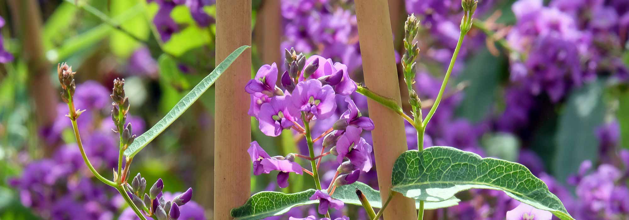Como combinar a Hardenbergia?