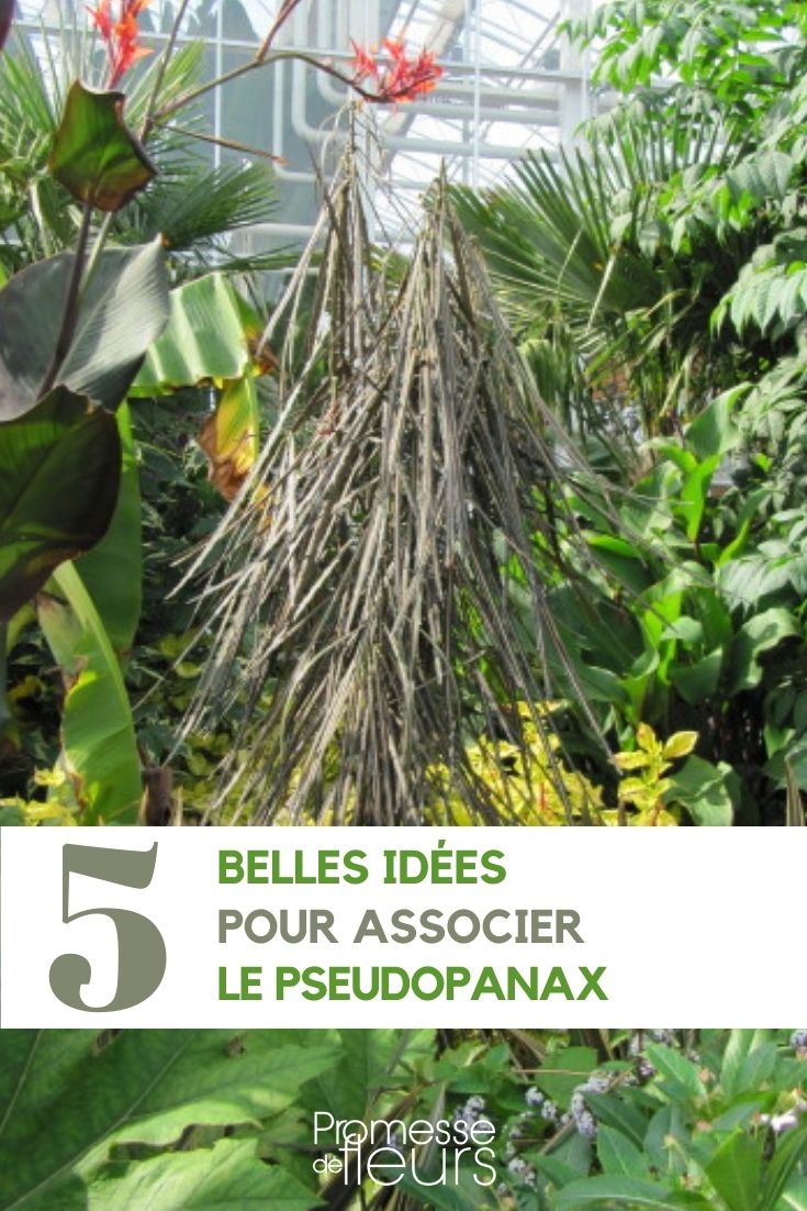 5 ideias de combinações com Pseudopanax