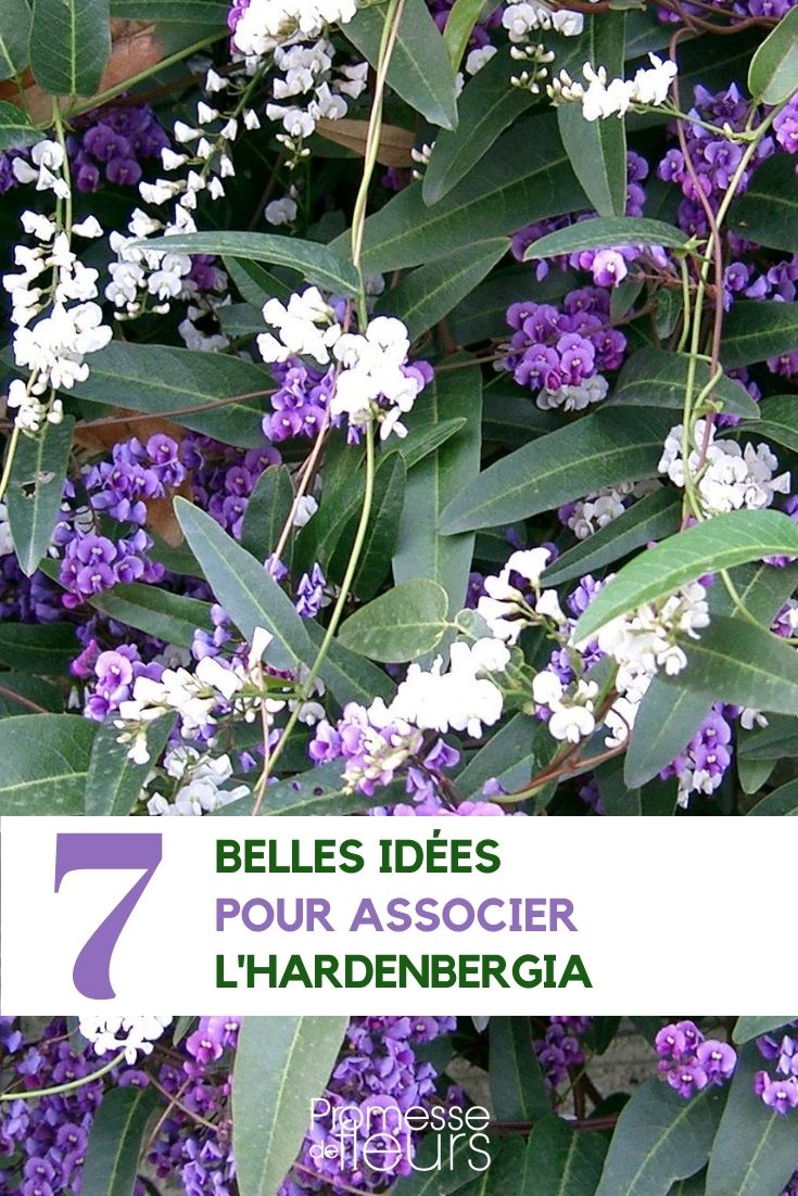 7 ideias para combinar a Hardenbergia