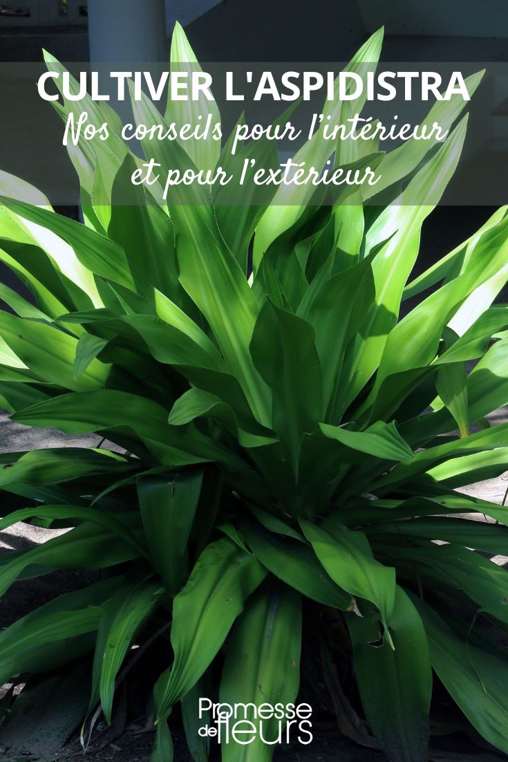 Conselhos para o cultivo da aspidistra