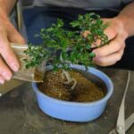 Como mudar um bonsai de vaso: guia completo