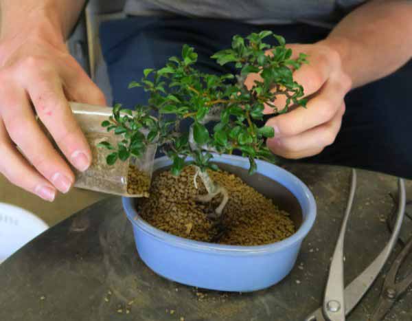 Como mudar um bonsai de vaso: guia completo