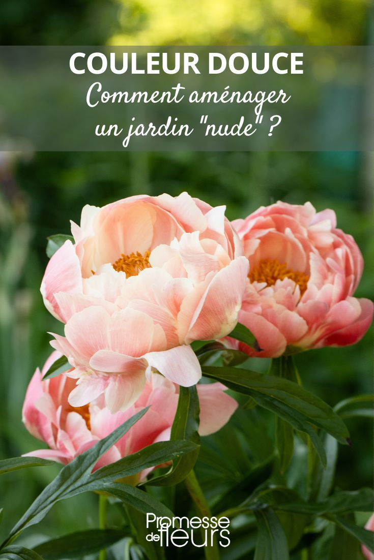 peónia Coral Charm cor-de-laranja e cor-de-rosa