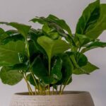 Cultivar um cafeeiro em vaso