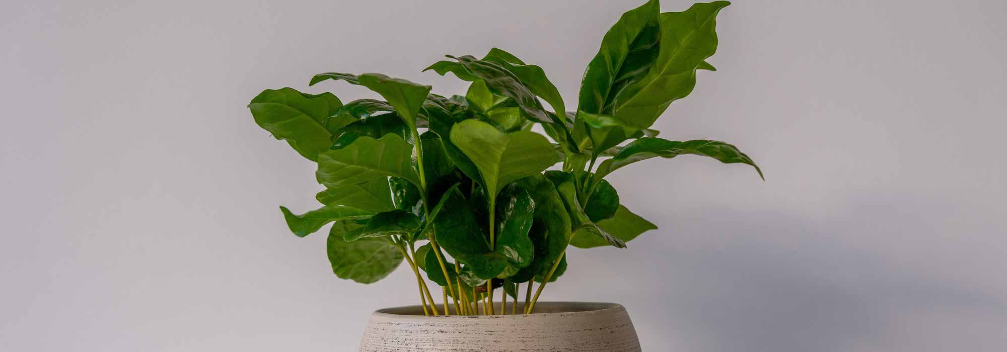 Cultivar um cafeeiro em vaso