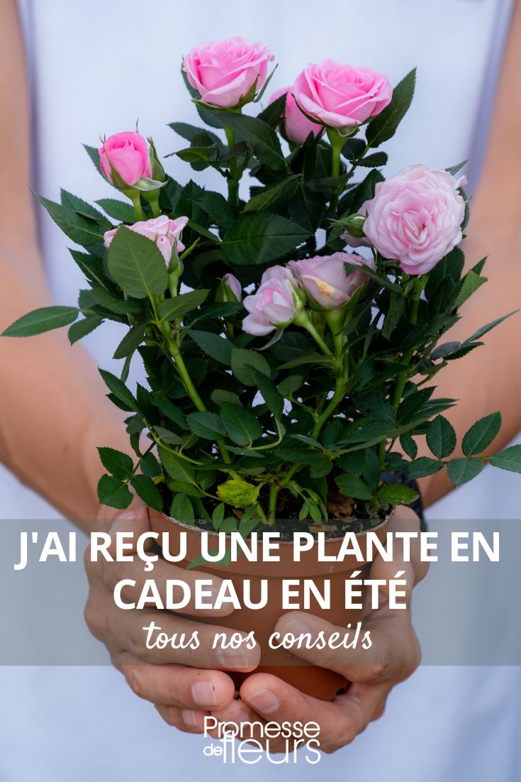 Roseira para oferecer no verão