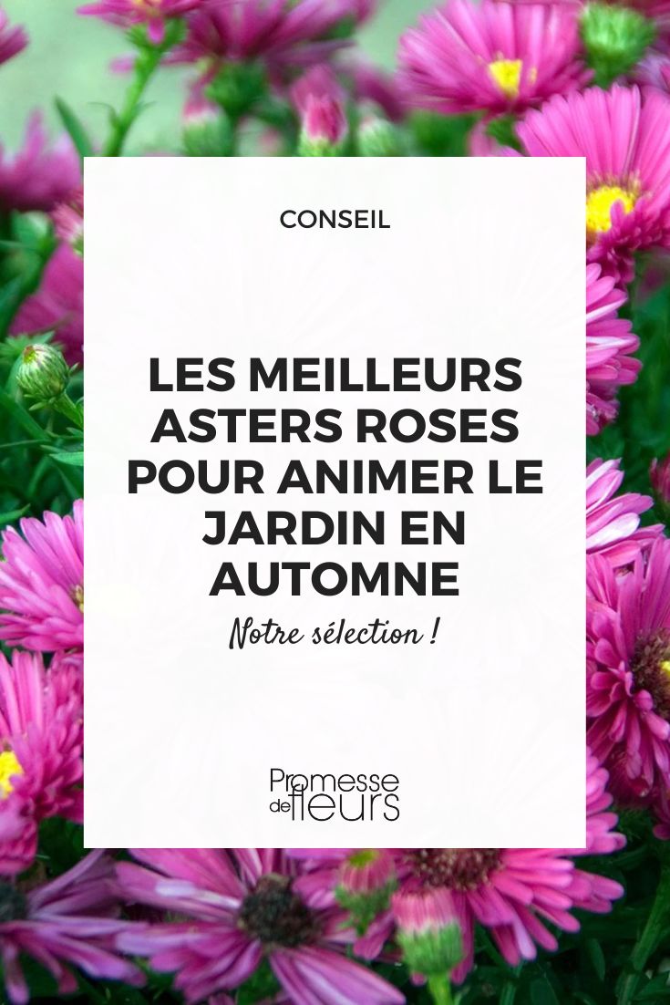 áster 'Jenny'
