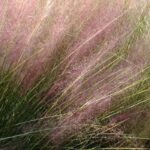 Muhlenbergia: plantar, cultivar e cuidar