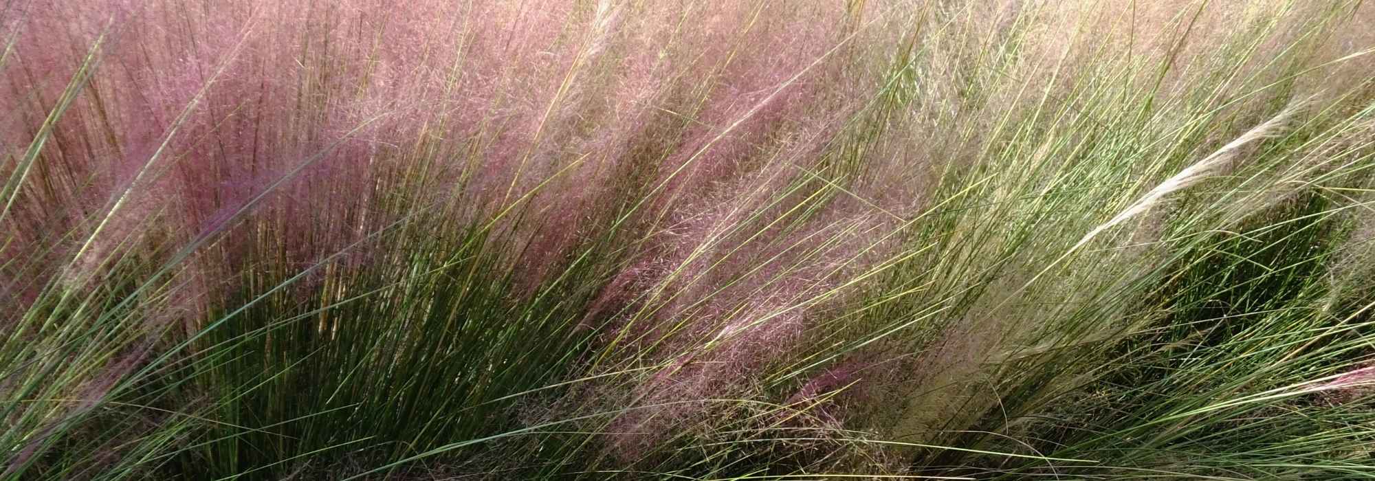 Muhlenbergia: plantar, cultivar e cuidar