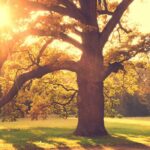 O que fazer com as árvores velhas do jardim?