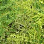Como cultivar o espargo-de-interior?