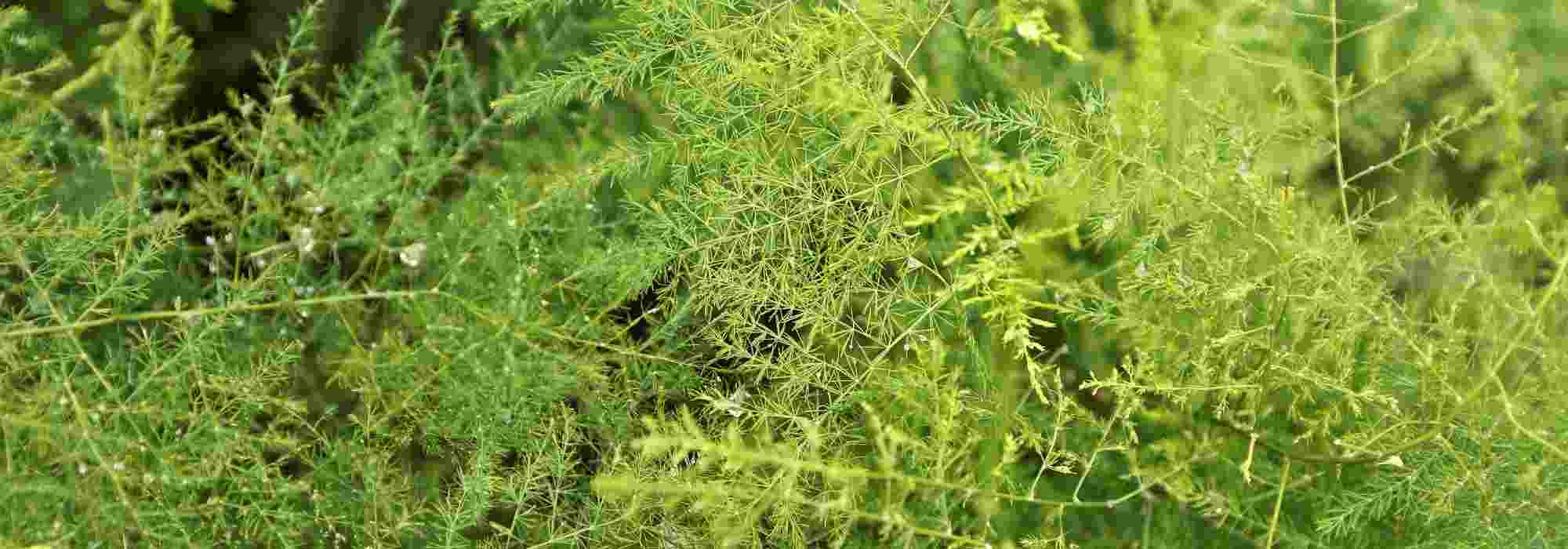 Como cultivar o espargo-de-interior?