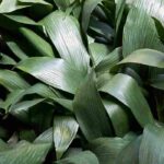 Como cultivar a aspidistra, no interior e no jardim?