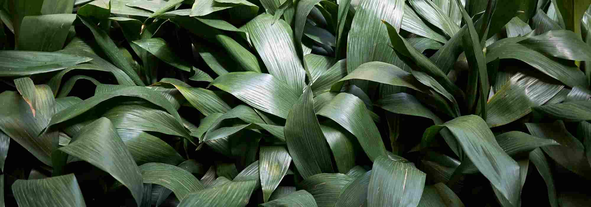 Como cultivar a aspidistra, no interior e no jardim?