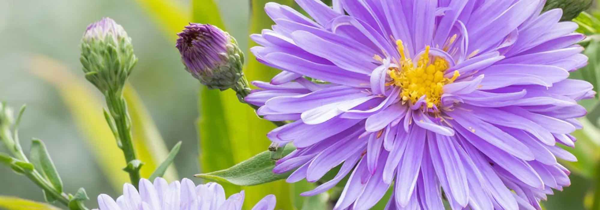 Adote os ásteres gigantes para uma floração prolongada e colorida no outono