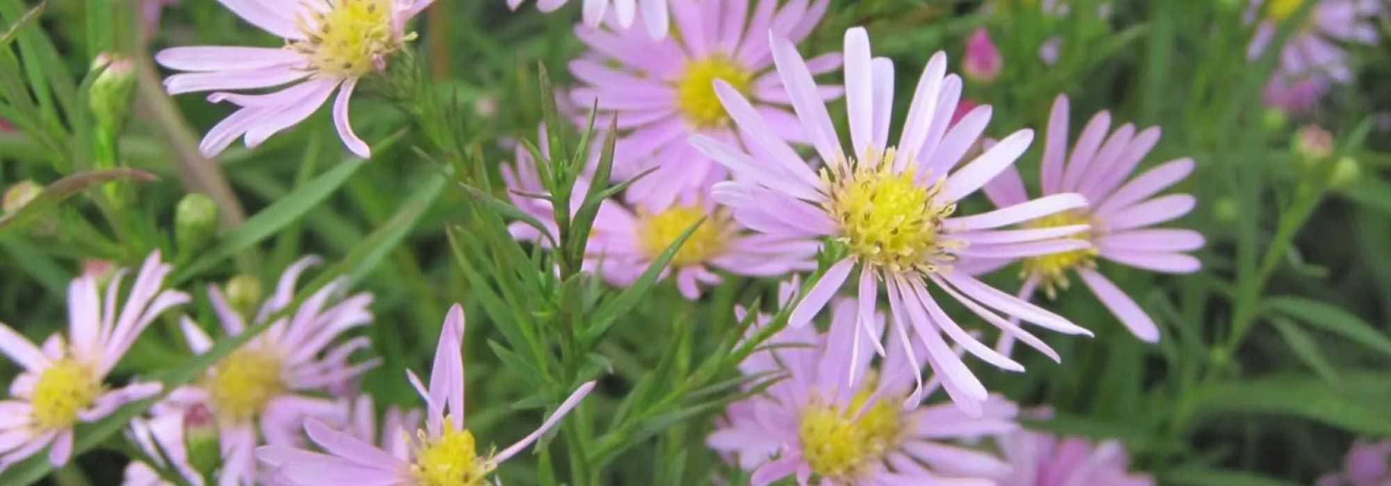 Os melhores ásteres cor-de-rosa para animar o jardim no outono