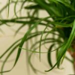 Como cultivar a pata-de-elefante?