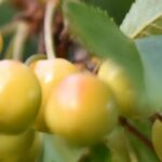 As variedades antigas e locais de cerejeira: fruteiras para plantar e preservar