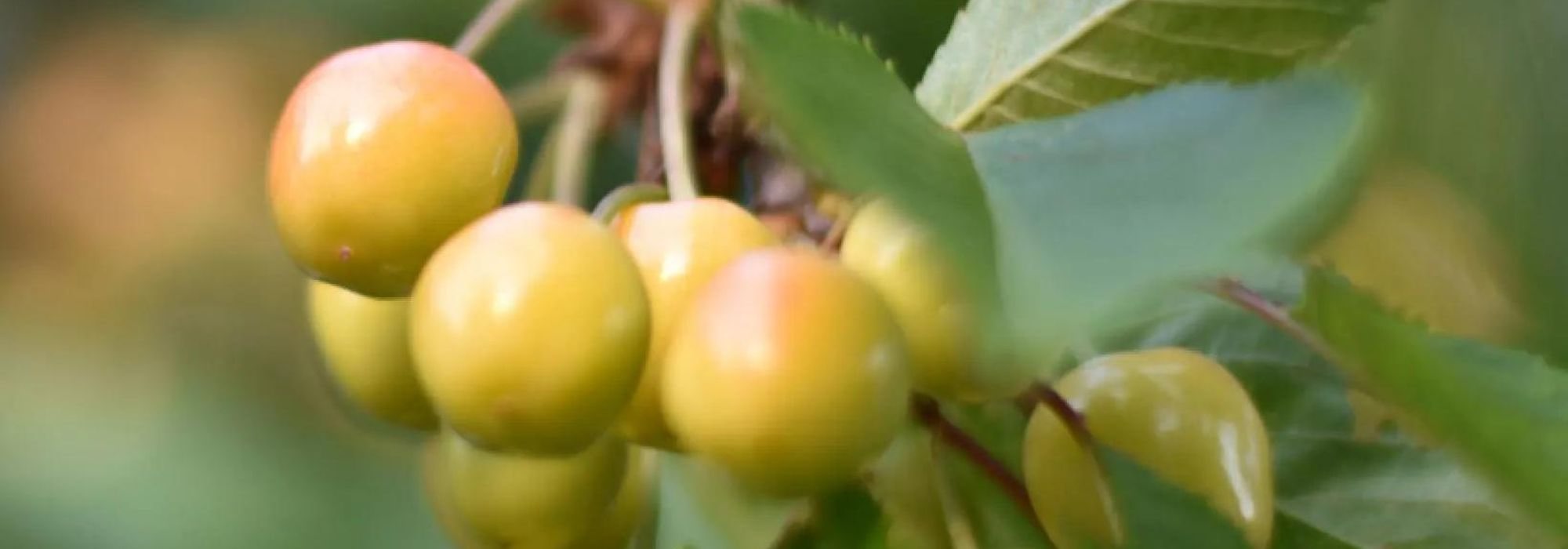 As variedades antigas e locais de cerejeira: fruteiras para plantar e preservar