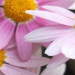 Jardim de outono: tudo o que precisa de saber para cultivar crisântemos rústicos com sucesso