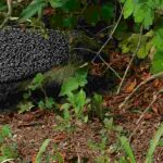 Como promover a livre circulação da fauna selvagem no jardim?