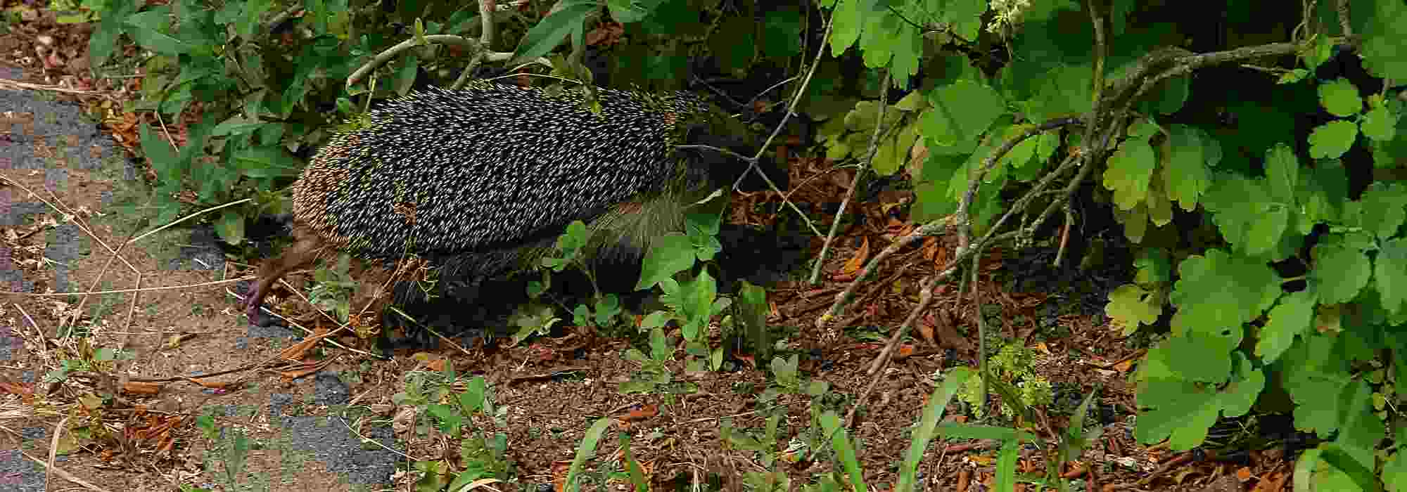Como promover a livre circulação da fauna selvagem no jardim?