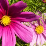 Cultivar cosmos em vaso