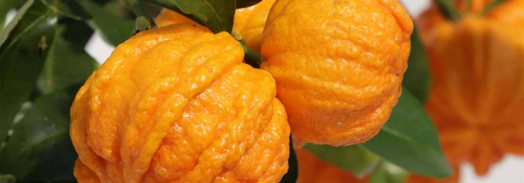 Cultivar a laranjeira-azeda