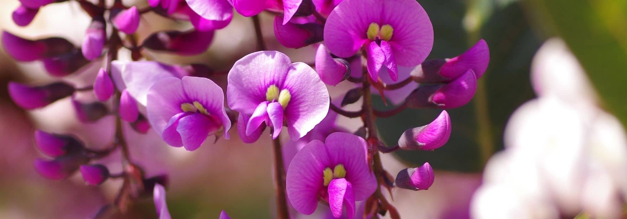Hardenbergia: como protegê-la do frio e prepará-la para o inverno?