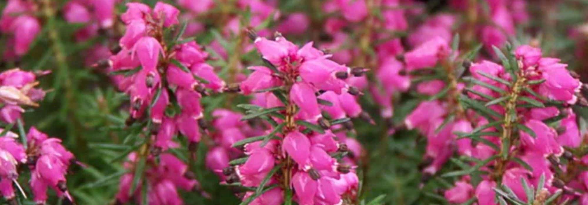 Os melhores arbustos de cobertura com floração no inverno