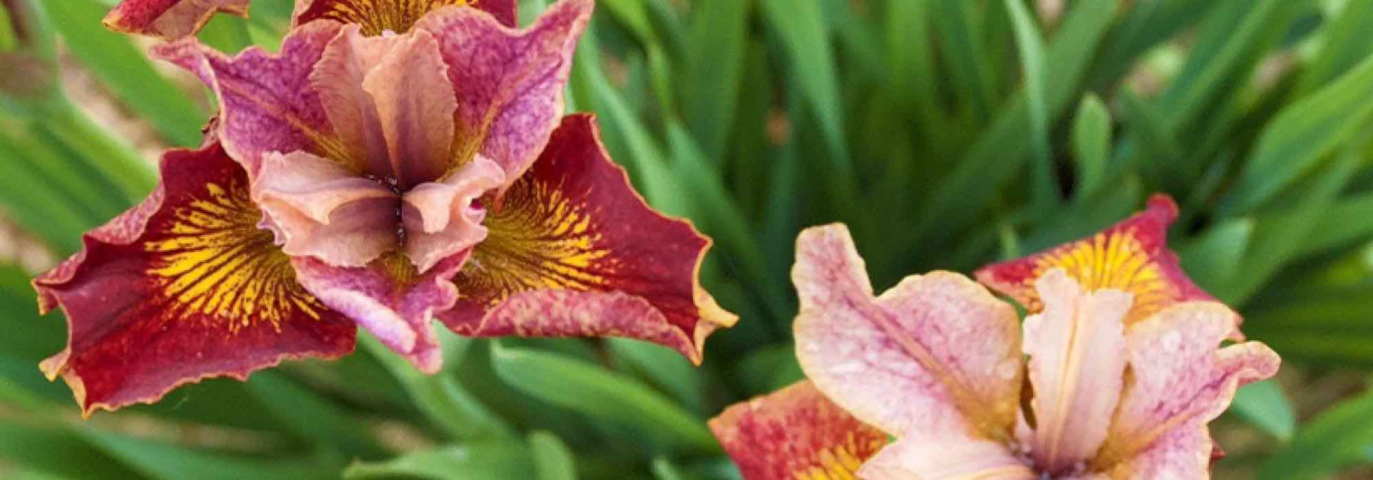 Top 7 das íris de água mais bonitas com flores bicolores ou multicolores