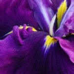 7 Íris-de-água com flores violeta e púrpura