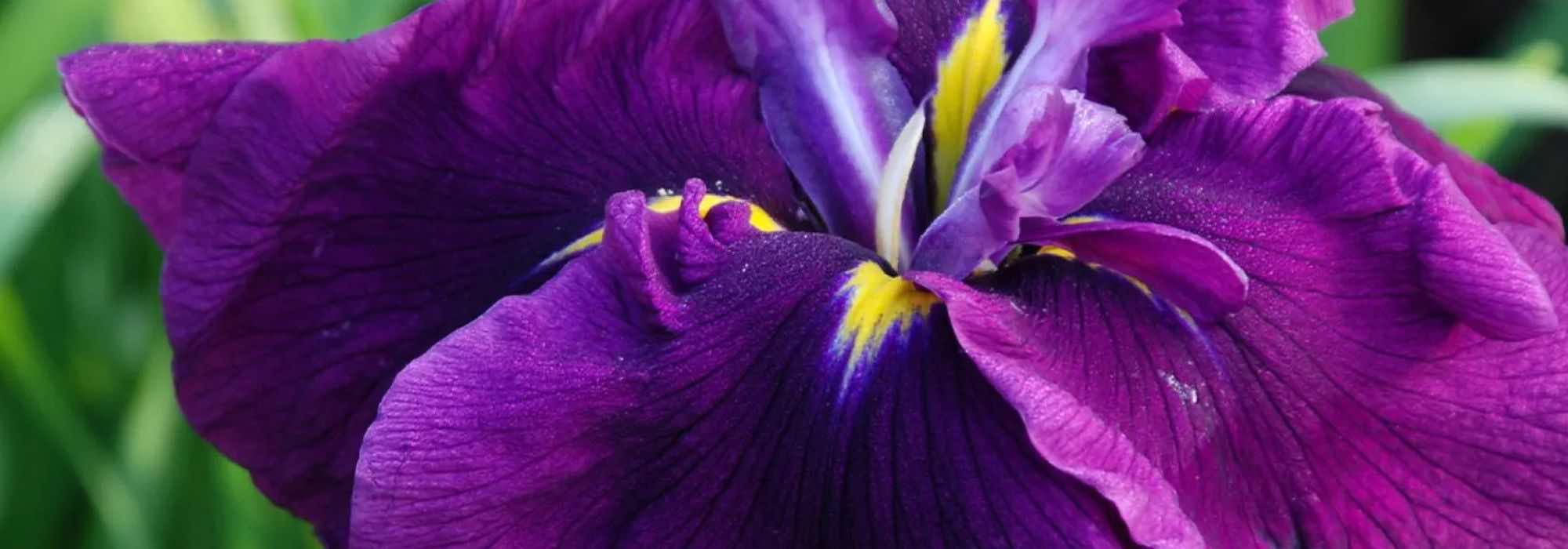 7 Íris-de-água com flores violeta e púrpura