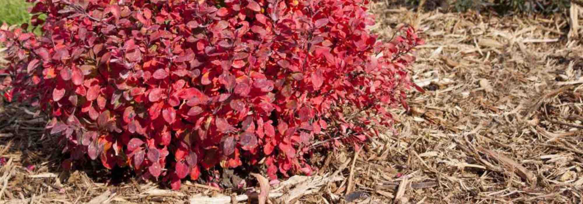 Que cobertura morta escolher para proteger as plantas do frio?