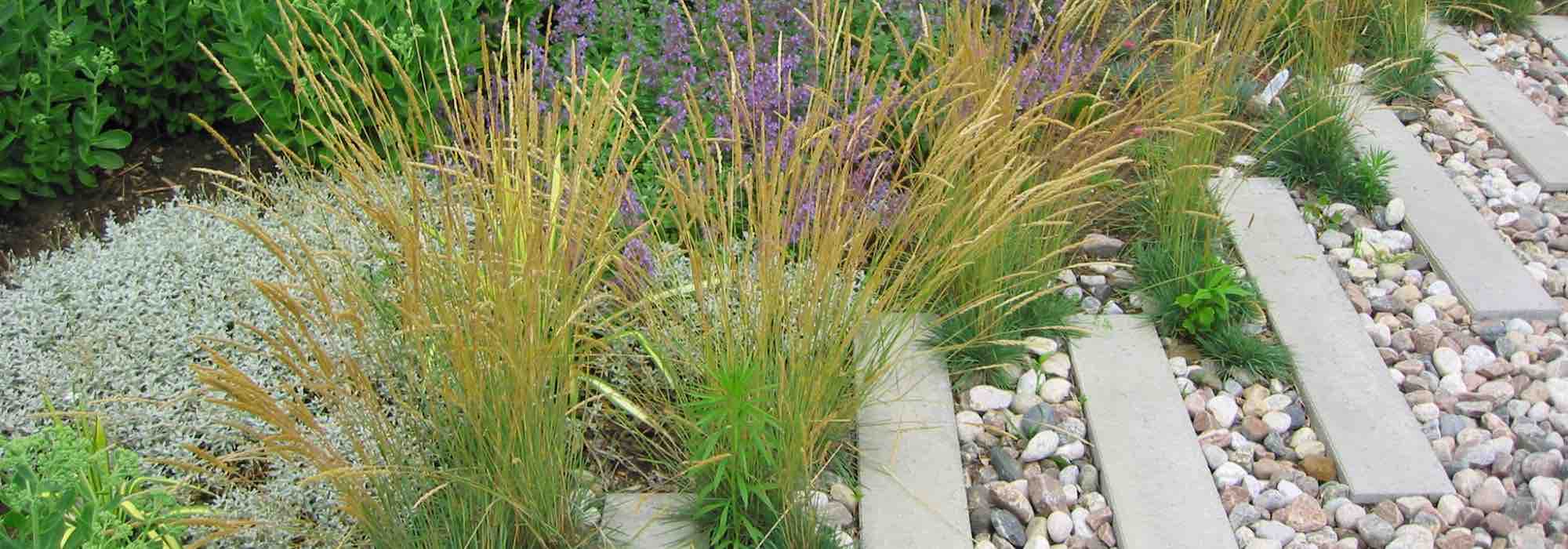 Que cobertura morta escolher para as plantas mediterrânicas?