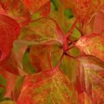 9 plantas indispensáveis para animar o jardim no outono