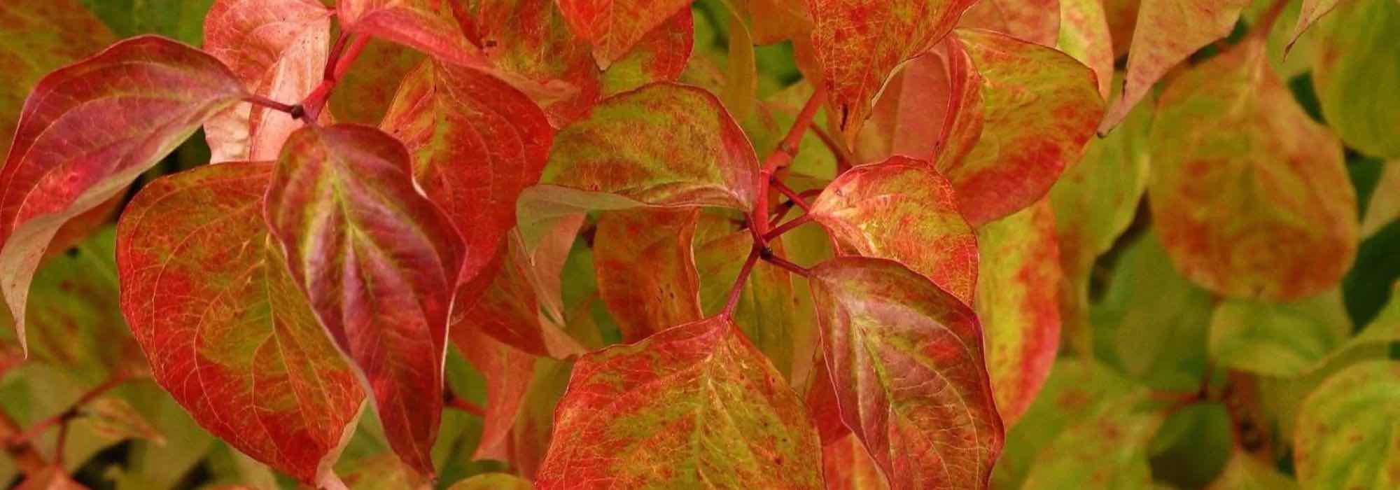 9 plantas indispensáveis para animar o jardim no outono